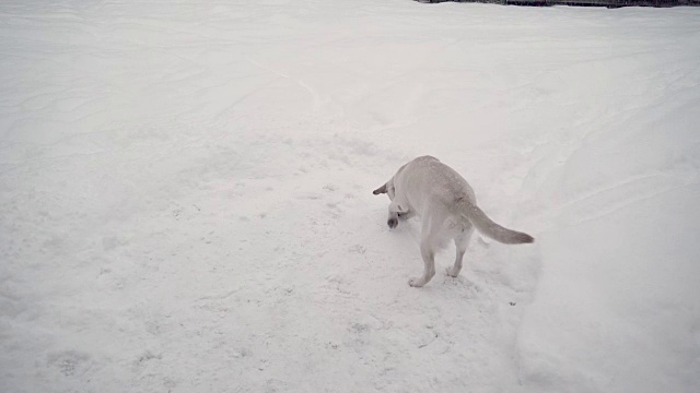 雪地上的一只拉布拉多寻回犬