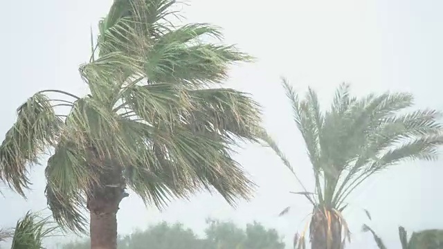 棕榈树在热带风暴的强风中摇曳。飓风暴雨。强热带风暴