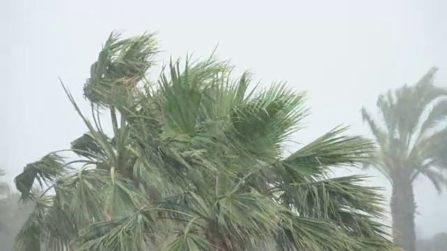 棕榈树在热带风暴的强风中摇曳。飓风暴雨。强热带风暴