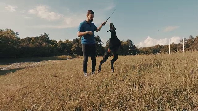 杜宾犬跳在户外