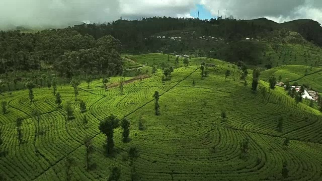 山上的茶园。鸟瞰图