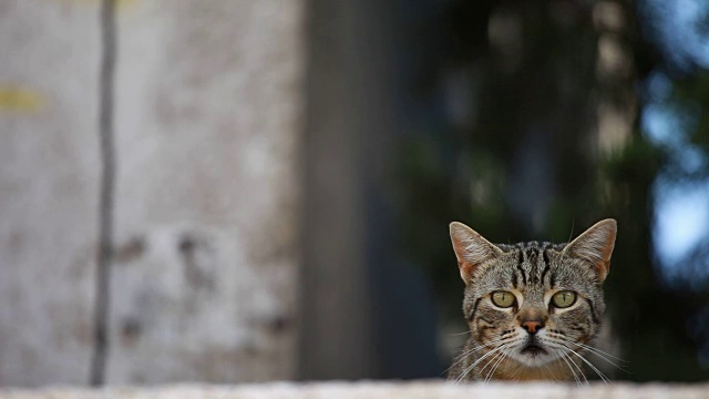 前面是一只美丽的欧洲猫，背景是灰色