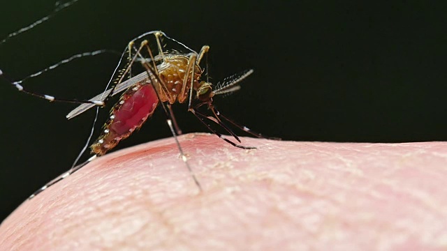 蚊子传播的疾病包括疟疾、登革热、zica