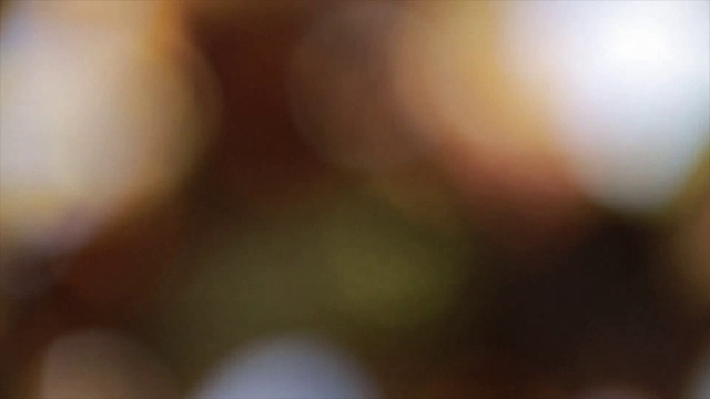 失去焦点的树叶在秋天的微风中移动