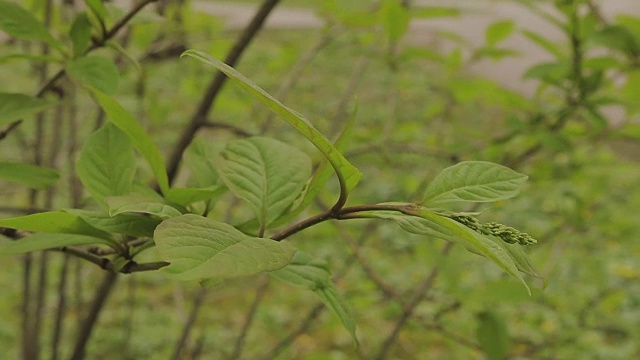 绿叶挂在树上