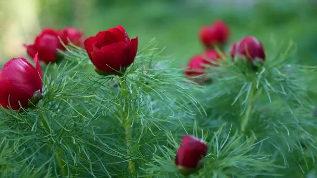 花园里长着红花