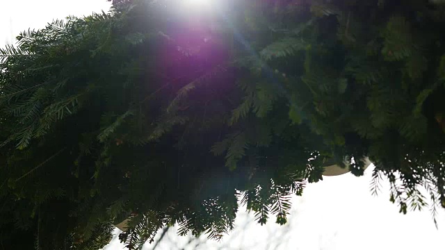 婚礼拱门上装饰着鲜花。太阳光的背景。近距离