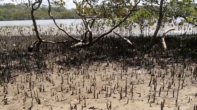 沿岸湿地河口环境中的红树林