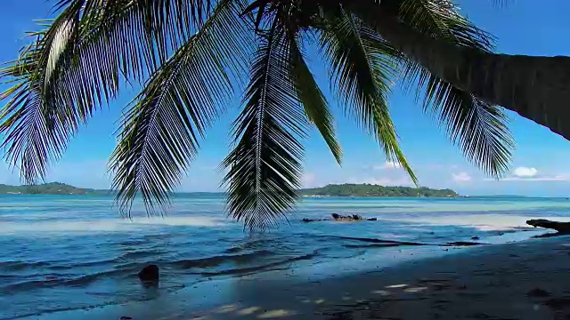 田园诗般的加勒比白色处女海滩，水上有棕榈树