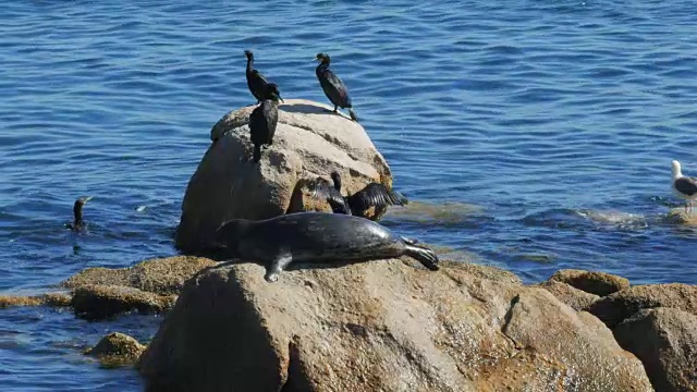 港海豹栖息地