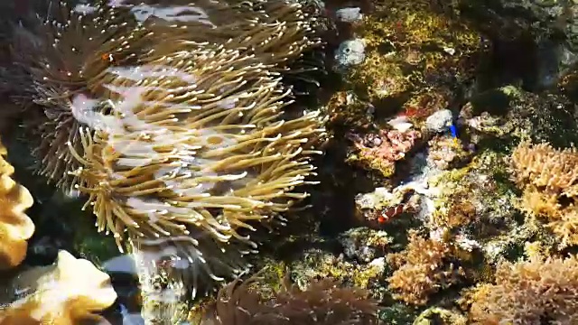 珊瑚礁