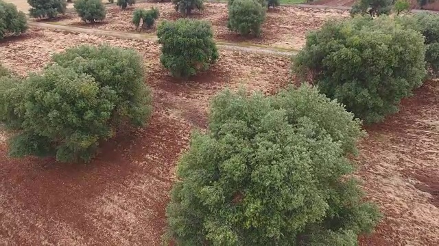 意大利南部老橄榄种植园的鸟瞰图