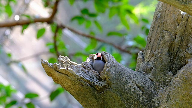 爪哇麻雀（帕达·奥里齐沃拉）