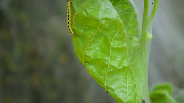 黄色毛虫蝴蝶幼虫慢慢爬出画框特写