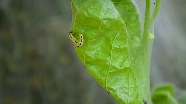 详情图-黄色毛虫蝴蝶幼虫慢慢爬出画框特写