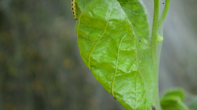 详情图-黄色毛虫蝴蝶幼虫慢慢爬出画框特写