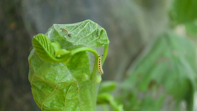 黄色的毛毛虫蝴蝶幼虫慢慢地爬在树叶后面特写