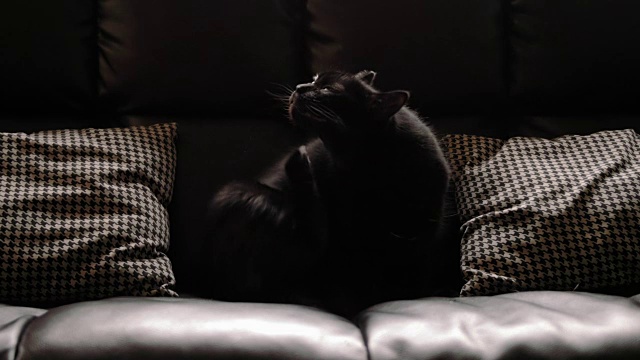 黑猫梳理自己。4 k。