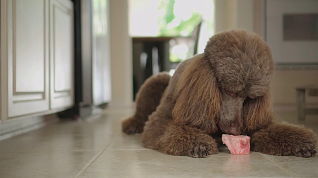 4K视频棕色标准贵宾犬在厨房地板上吃生骨头