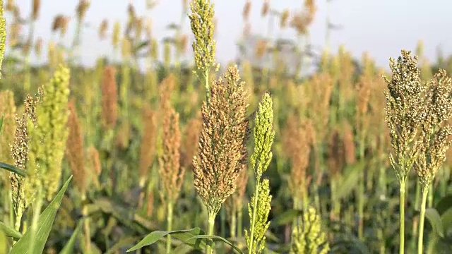谷子或高粱