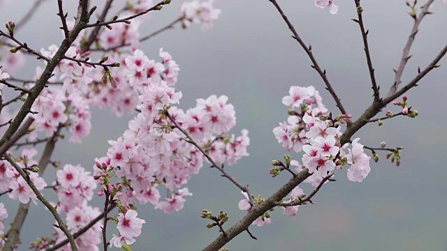 慢动作拍摄樱花或樱花在风中