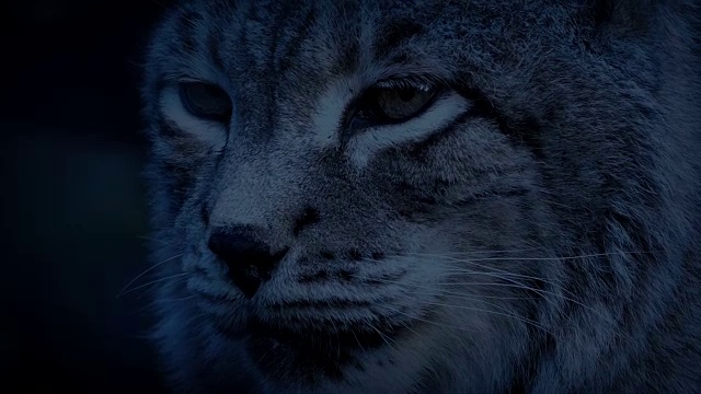 晚上的大猫猞猁