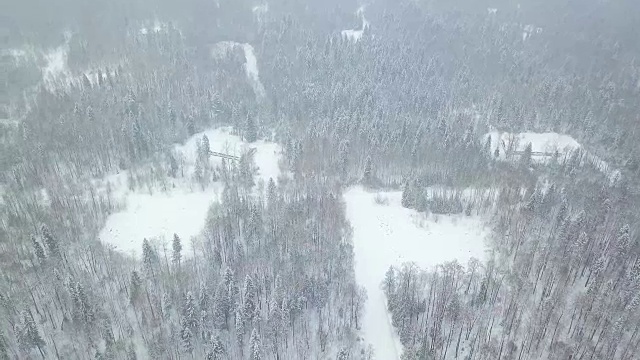 白雪覆盖的针叶林顶视图。夹。在冬天顶视图被雪覆盖的森林