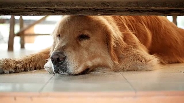 金毛猎犬嗅探