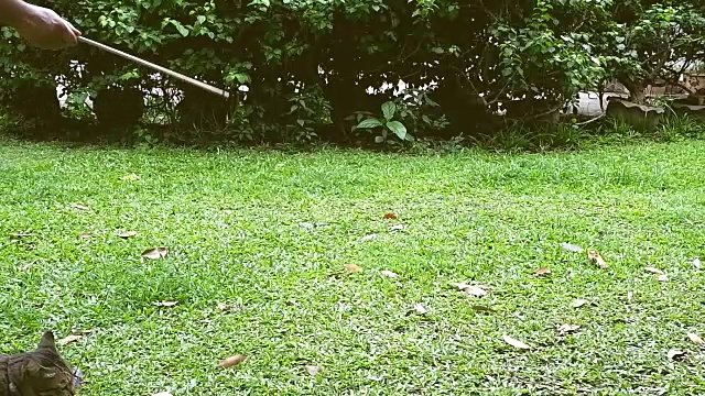 虎斑猫在玩玩具