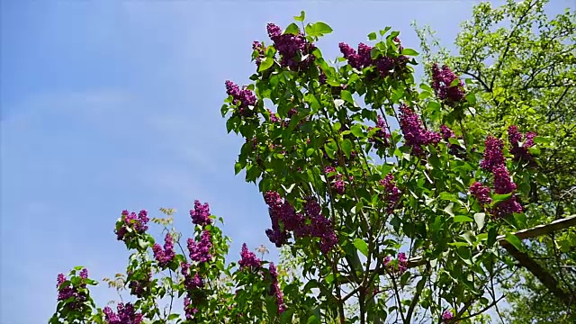 紫丁香开花，盛开，被滑轨覆盖。丁香花园。丁香花，盛开的丁香花