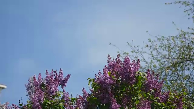紫丁香开花，盛开，被滑轨覆盖。丁香花园。丁香花，盛开的丁香花