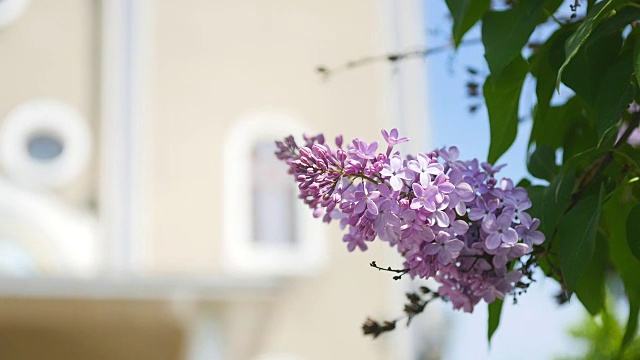 紫丁香开花，盛开，被滑轨覆盖。丁香花园。丁香花，盛开的丁香花