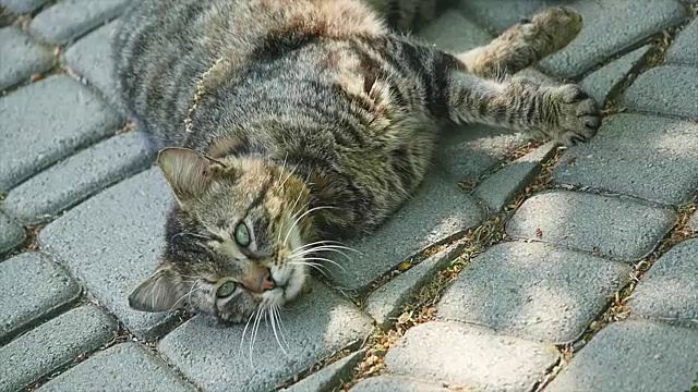 猫躺在地毯上，聚精会地往上看。目标跟踪