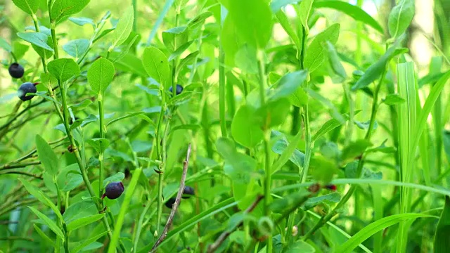 生长在森林中的蓝莓。生鲜蓝莓特写。