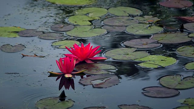 慢镜头，宁静的荷花和睡莲花瓣漂浮在荡漾的湖水中