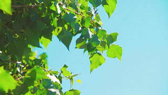 绿树成荫，蓝天为背景，白杨在风中摇摆的慢镜头。自然景观概念生活方式留下了树枝