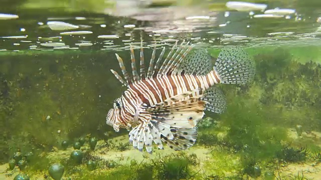 狮子鱼在水池中游泳的水生物种。