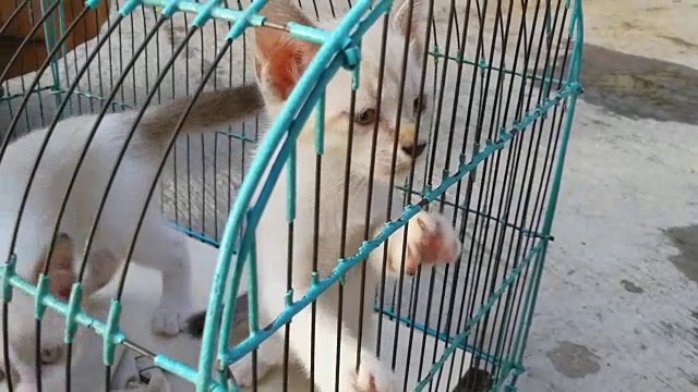 蓝色笼子里的小猫