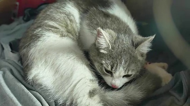 妈妈毛绒绒的猫怀孕生产和新生的婴儿小猫饮用生活方式奶从他们的母亲的乳房。猫产生了这个概念