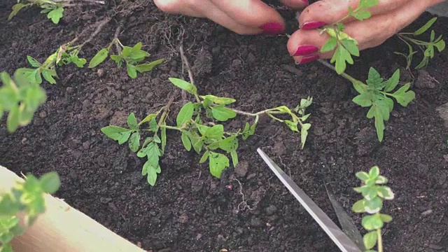 照顾自家种植的植物/香料的女孩。