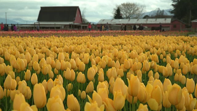 斯卡吉特谷郁金香节，华盛顿州4K。UHD