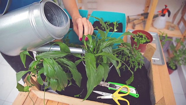 照顾自家种植的植物/香料的女孩。