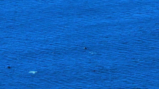 海和海豚
