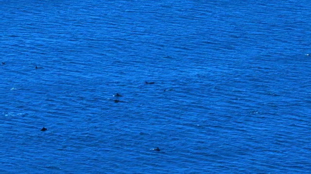 海和海豚