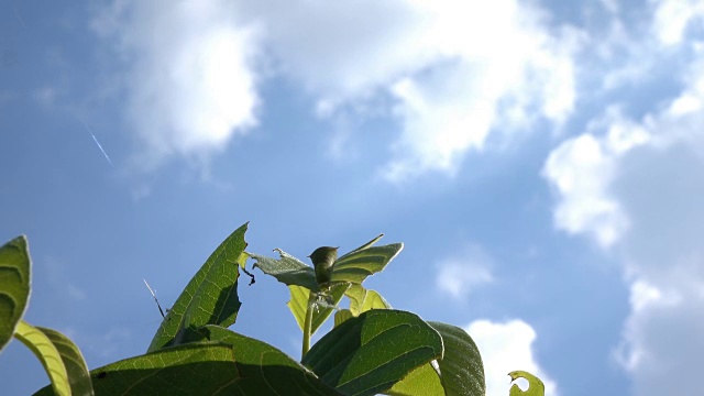 树叶上的虫子和蓝天