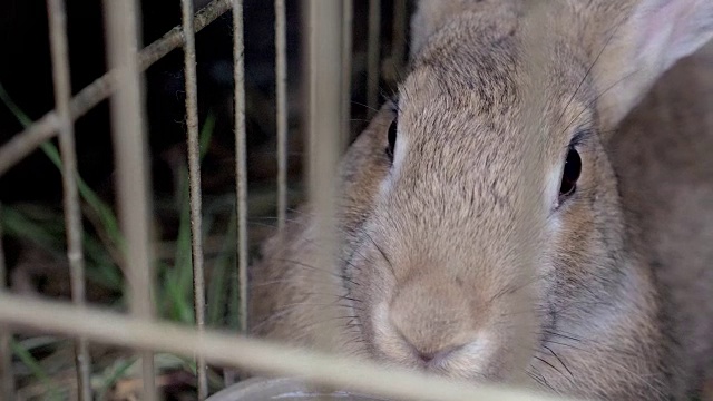 兔子在笼子里吃草。