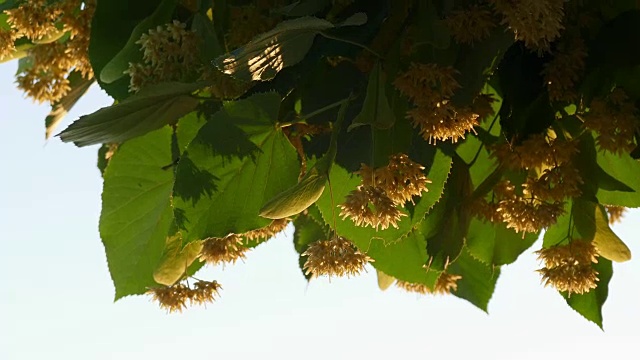 青柠开花的季节-特写