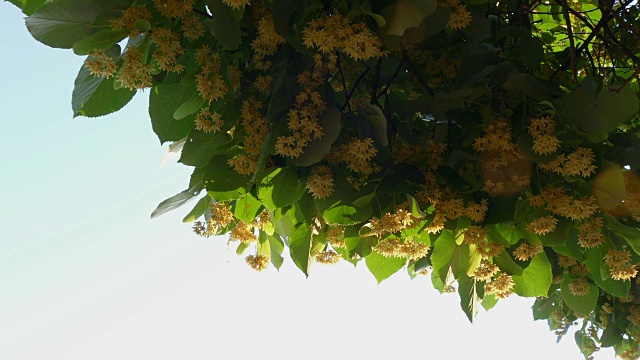 青柠开花的季节-特写