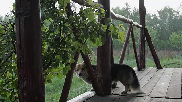 下雨的时候，威尔士柯基犬彭布罗克站在他家的阳台上