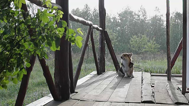 下雨的时候，威尔士柯基犬彭布罗克站在他家的阳台上